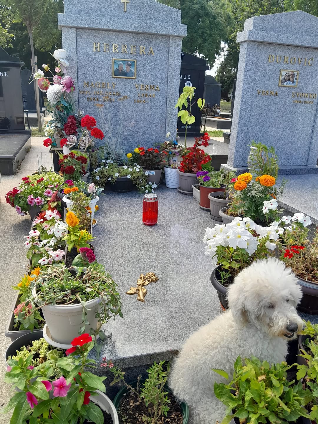 Frida, beli pas porodice Herera, na groblju među cvećem